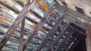 Water Damage Mold Growth On Rafters