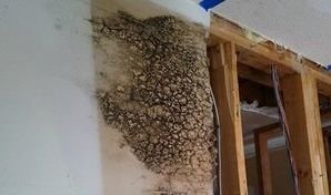 Mold Growth On Wall From Unmitigated Water Damage